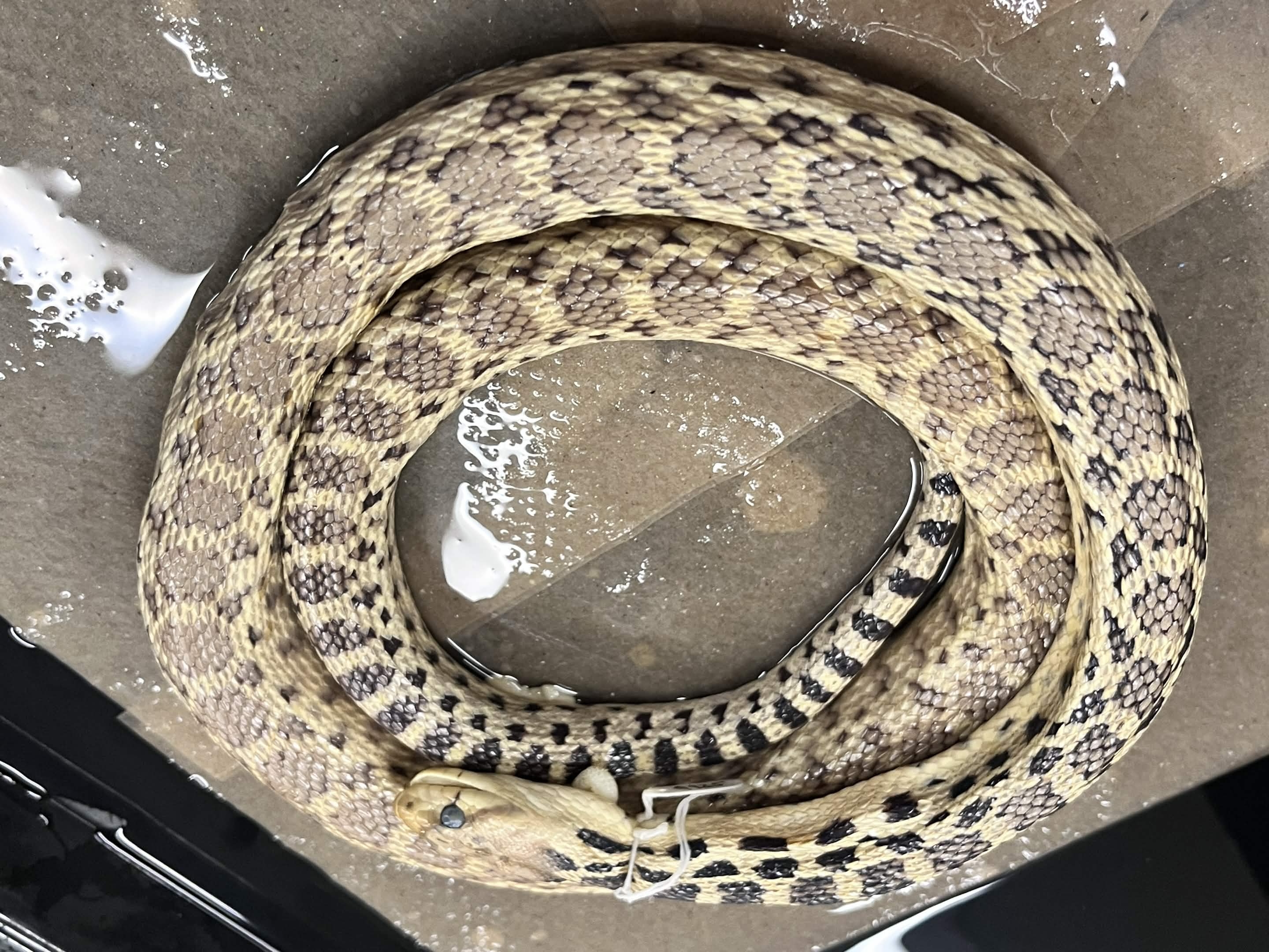 <p></p><p>Infraorder + Superfamily + Family + Scientific name?<br>- rounder head<br>- keeled scales</p>