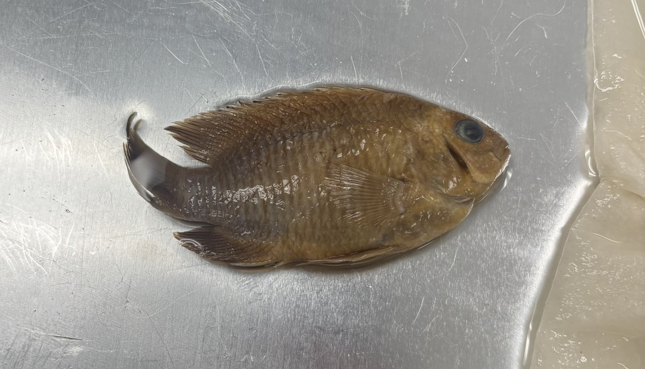 <p>Family Pomacentridae (damselfishes) - <em>Stegastes adustus</em></p>