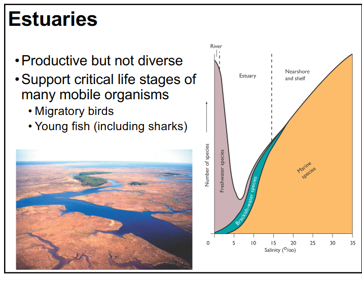 <p>describe estuaries and adaptations of organisms living in estuaries</p>