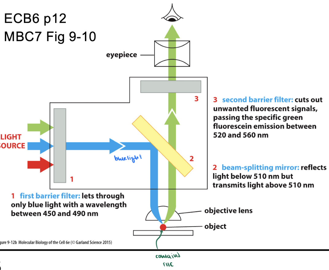 knowt flashcard image