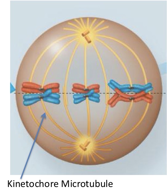 <p>Pairs of homologous chromosomes are arranged on the metaphase plate with one chromosome in each pair facing each pole. Both chromatids of one homolog are attached to kinetochore microtubules extending from one pole. Those of the other homolog are attached to kinetochore microtubules extending from the opposite pole.</p>