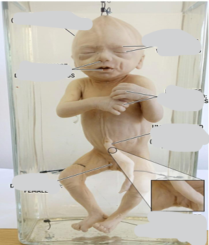 <p>identify specimen ? <br>characters ? </p>