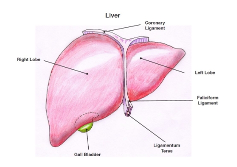 <ul><li><p>Right lobe</p></li><li><p>Coronary ligament</p></li><li><p>Left lobe</p></li><li><p>Falciform ligament</p></li><li><p>Ligamentum teres</p></li><li><p>Gall bladder</p></li></ul><p></p>