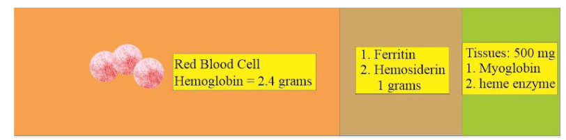 <p>Body Iron Distribution</p>