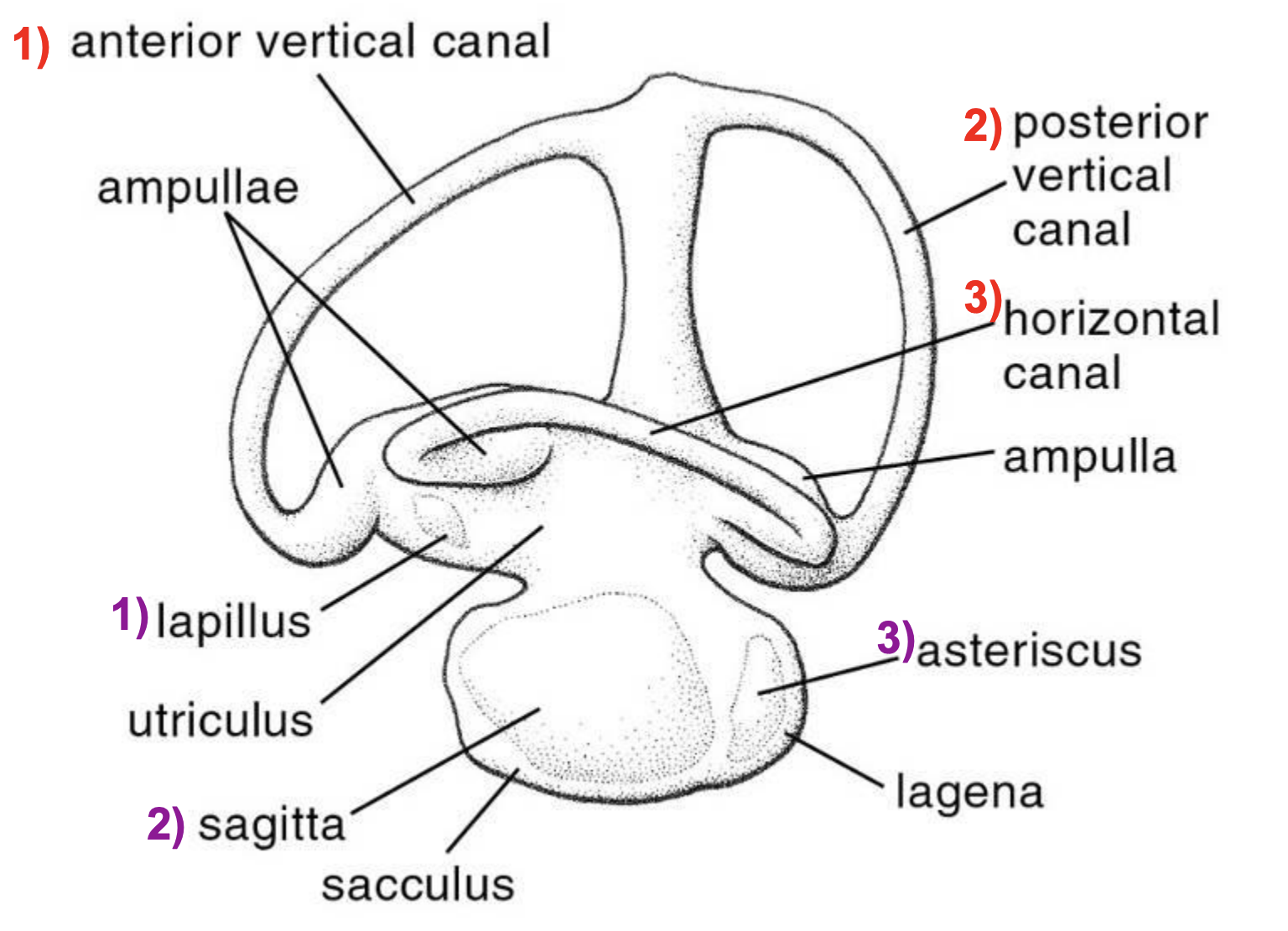 <ol><li><p>three looping hollow canals</p></li><li><p>three “ear stones” = otoliths inside three sacks</p></li></ol><p></p>