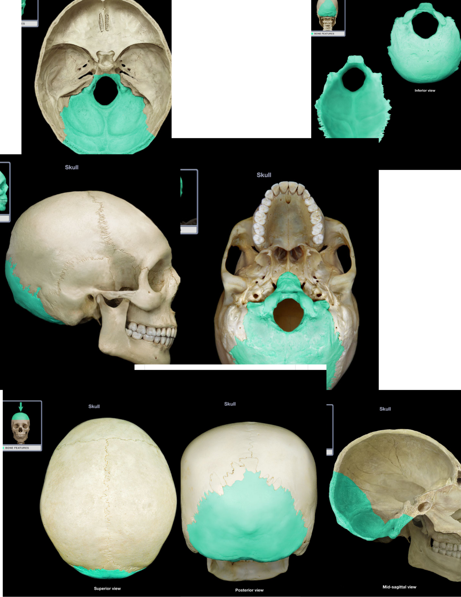 knowt flashcard image