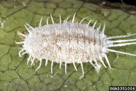 <ol><li><p>Long-tailed mealybug</p></li><li><p>Homoptera</p></li><li><p>Adult</p></li></ol><p></p>