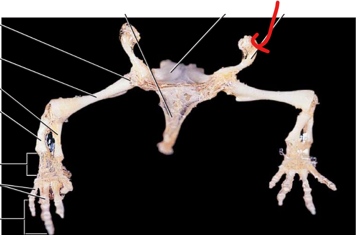 <p>The depression at the junction of the pubis, ischium, and ilium that accommodates the head of the femur.</p>