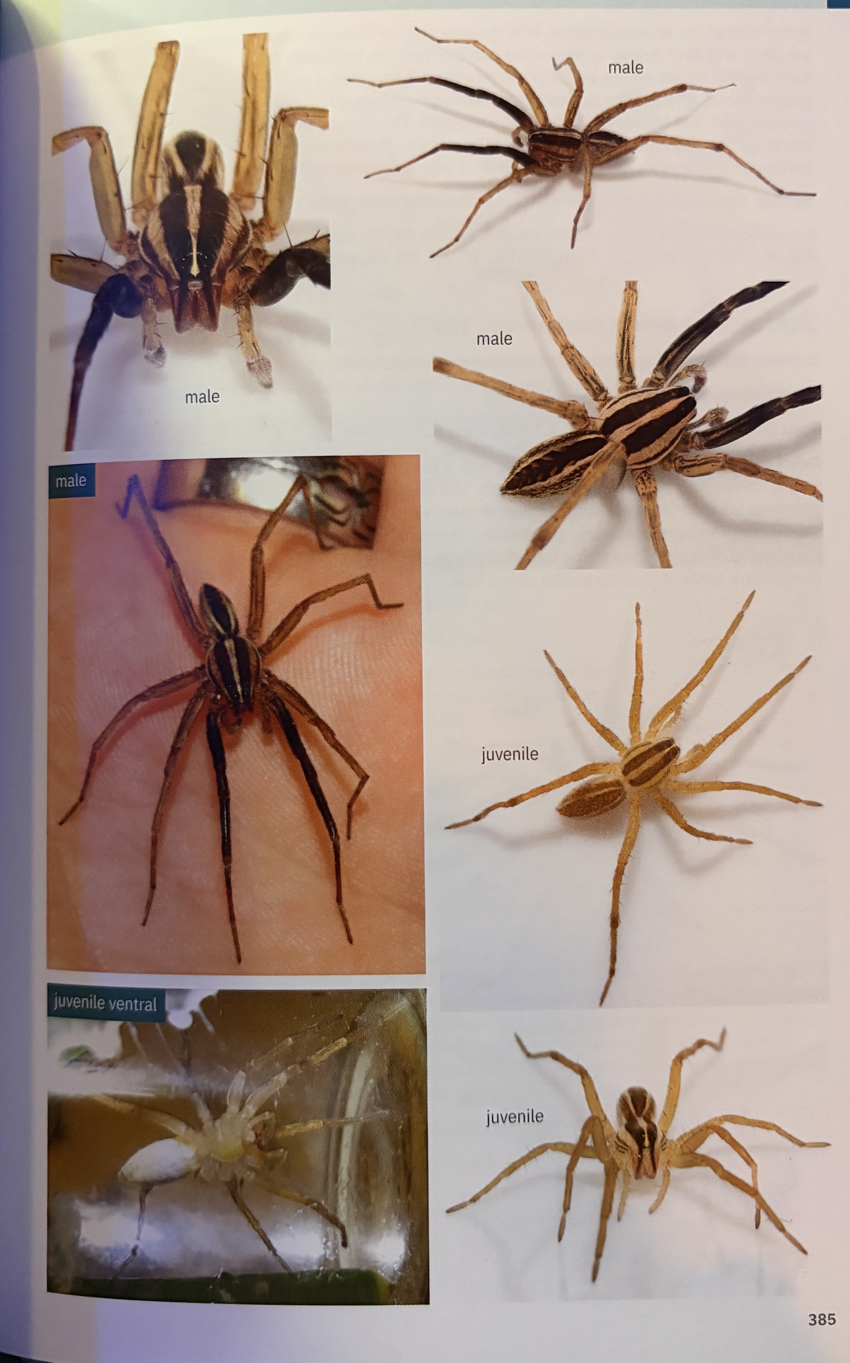 <p>Rabidosa rabida - “rabid wolf spider”</p><p>family: Lycosidae</p>