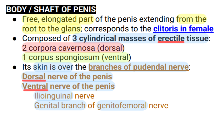<p>Penile Shaft / Body of Penis</p><p>Side Question:</p><p>Sensory innervation of the skin of this structure?</p><ul><li><p>Ilioinguinal nerve</p></li><li><p>(Snell’s) Genital branch of the genitofemoral nerve</p></li></ul><p>Innervation of the skin over the anterior part of the penis? Specific branch.</p><ul><li><p>Dorsal nerve of the penis</p></li></ul><p></p>