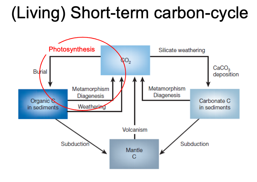 <p>living short term carbon cycle</p>