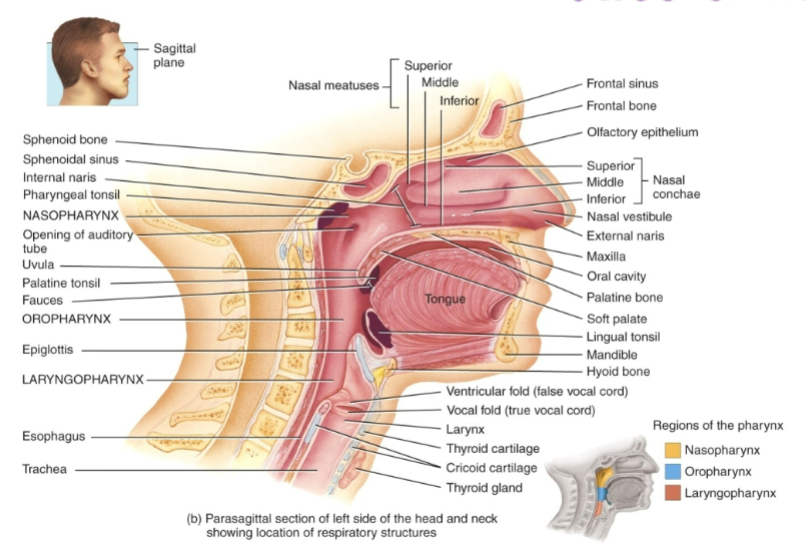 <ul><li><p>External nose is visible on the face.</p></li><li><p>Internal nose: cavity beyond the nasal vestibule. divided by nasal septum.</p></li></ul><p>Function:</p><ul><li><p>Filter, warm, moisten incoming air</p></li><li><p>Smell incoming air</p></li><li><p>Resonating chamber</p></li></ul><p>Three nasal conchae (or turbinates): protrude from each lateral wall.</p><ul><li><p>Meatus under each nasal concha, for a duct that drains secretions of the sinuses and tears into the nose.</p></li><li><p>Increases turbulence mixing air for moisture and warmth</p></li></ul><p>Pharynx: hollow tube starting posterior to the nasal cavity and descending to the opening of the larynx in the neck.</p><p>It functions as:</p><ul><li><p>a passageway for air and food</p></li><li><p>a resonating chamber</p></li><li><p>a housing for the tonsils</p></li></ul><p>3 anatomical regions:</p><ul><li><p>The nasopharynx; oropharynx; and laryngopharynx</p></li></ul><p></p>
