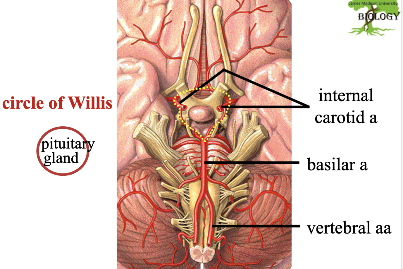 <p>it is a safety net, if one artery is <strong>blocked</strong> blood can reroute through the orther side</p>