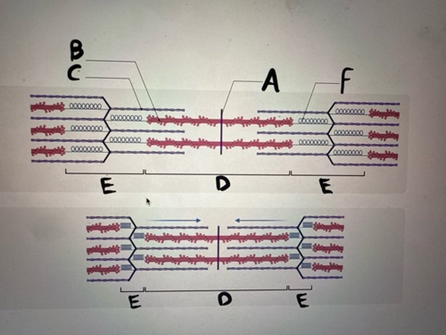 <p>What is the name of the structure indicated by E?</p>