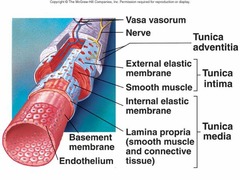 <p>thành mạch máu </p><p>high blood pressure weakens blood vessel walls</p>