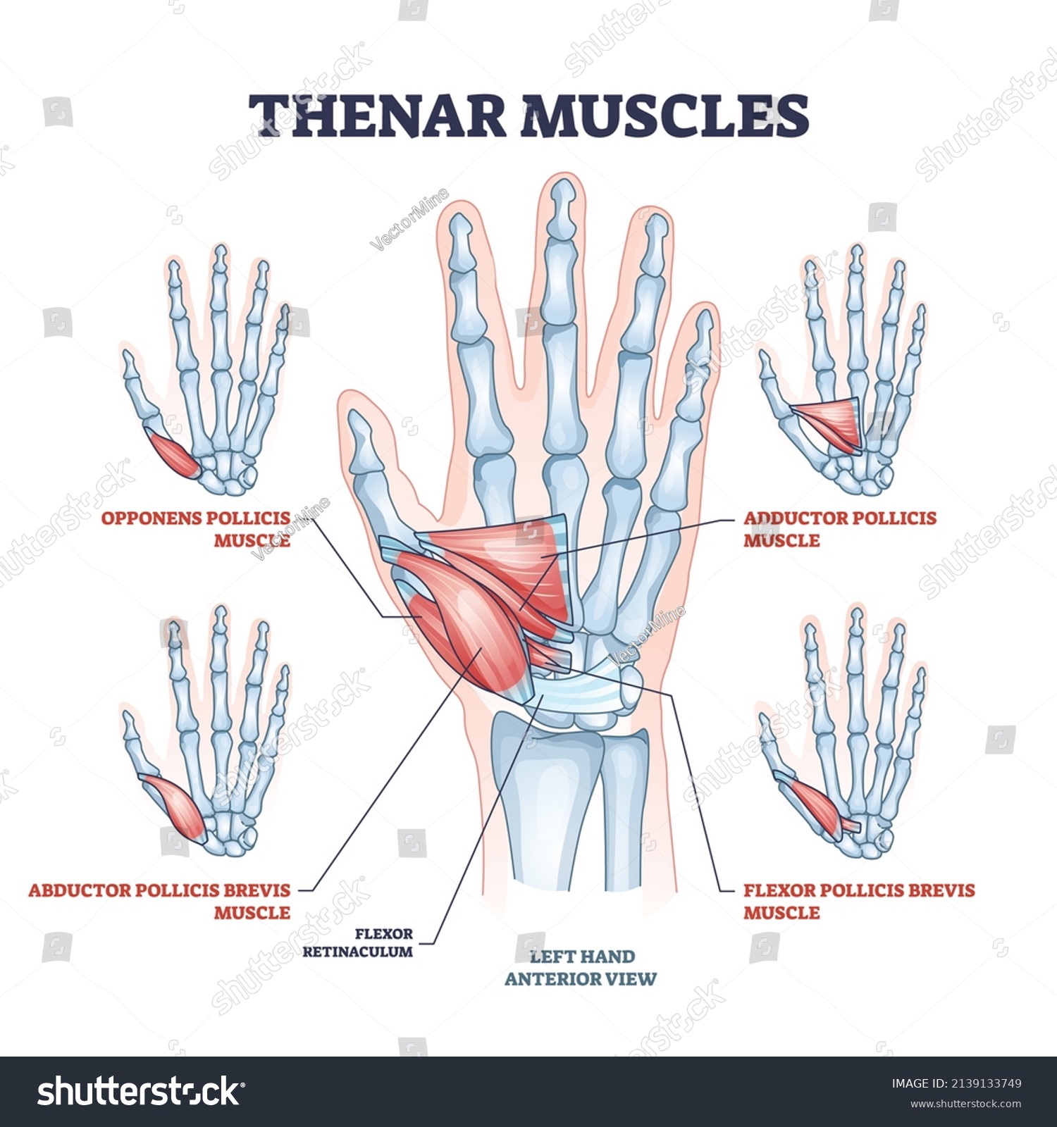 <p>Abductor pollicis brevis, flexor pollicis brevis, opponens pollicis, adductor pollicis</p>