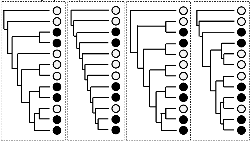 <p>Assuming that both types of changes (dark to light and light to dark) are possible and considering the phylogenies from left to right, what is the minimum number of evolutionary changes that would have to happen for each phylogeny? </p>