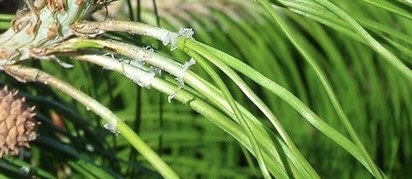 <p>Identify the scale leaf in pine.</p>