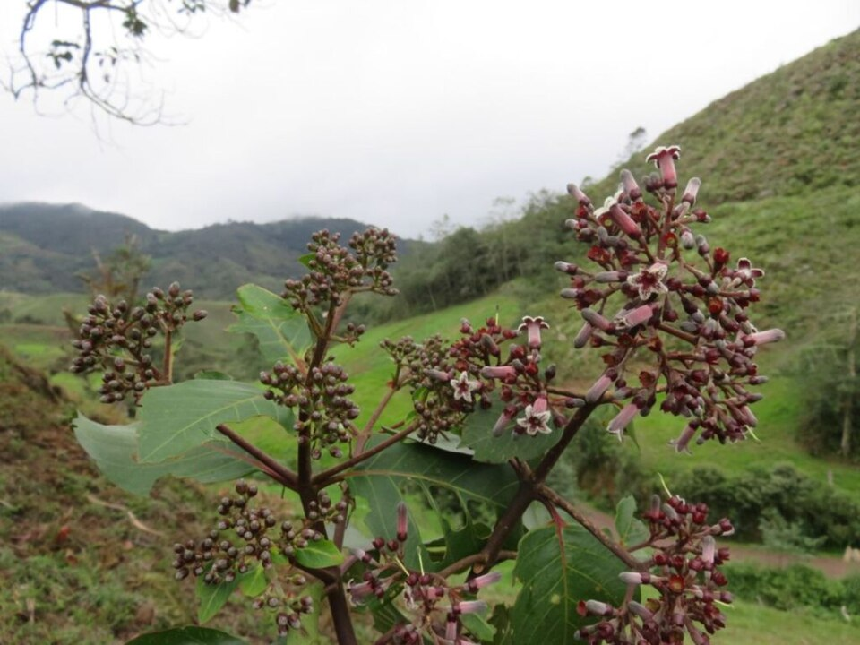 <p>What plant is this?</p>
