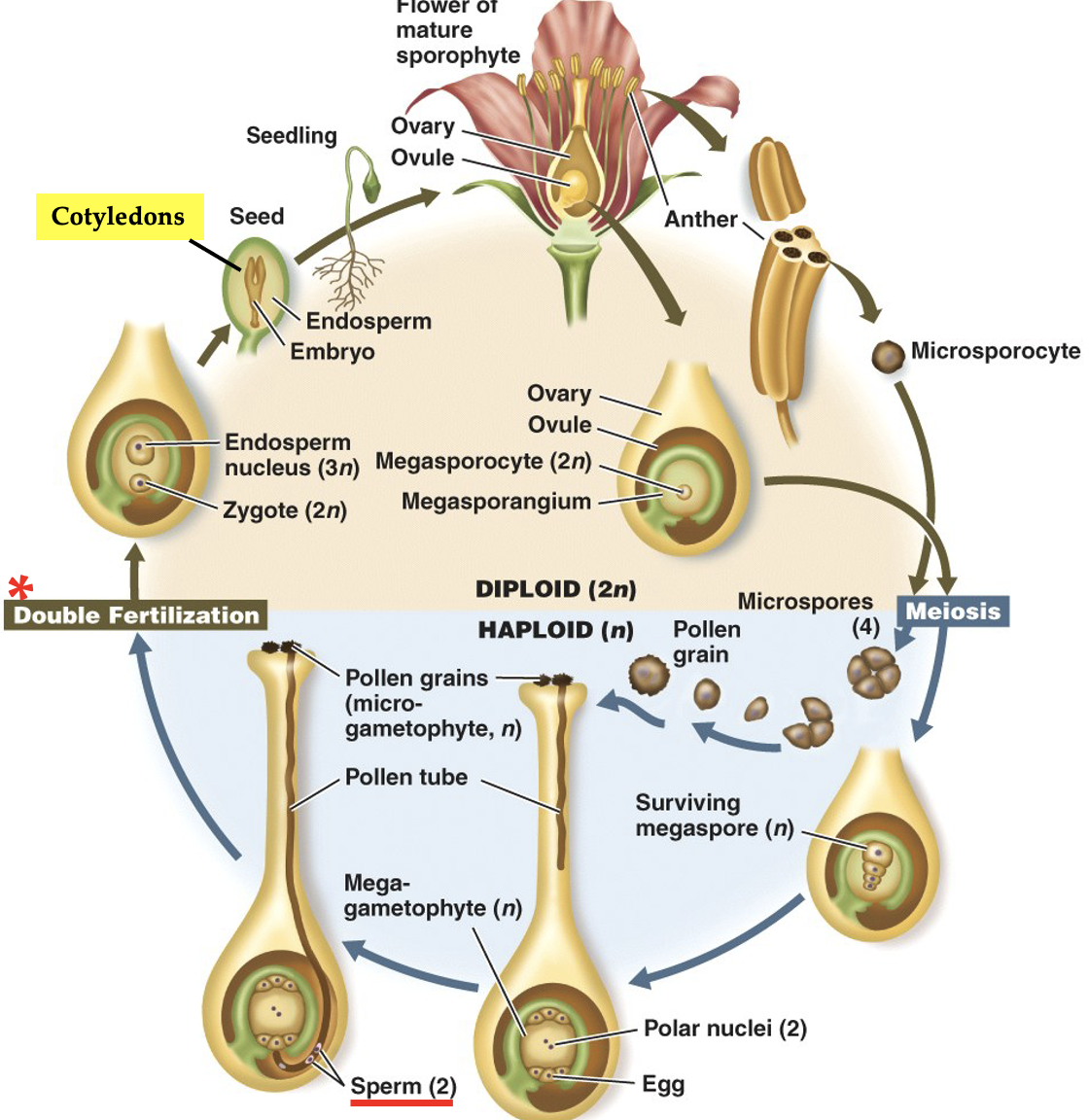 <p>Note that double fertilization results in diploid zygote and triploid endosperm</p>