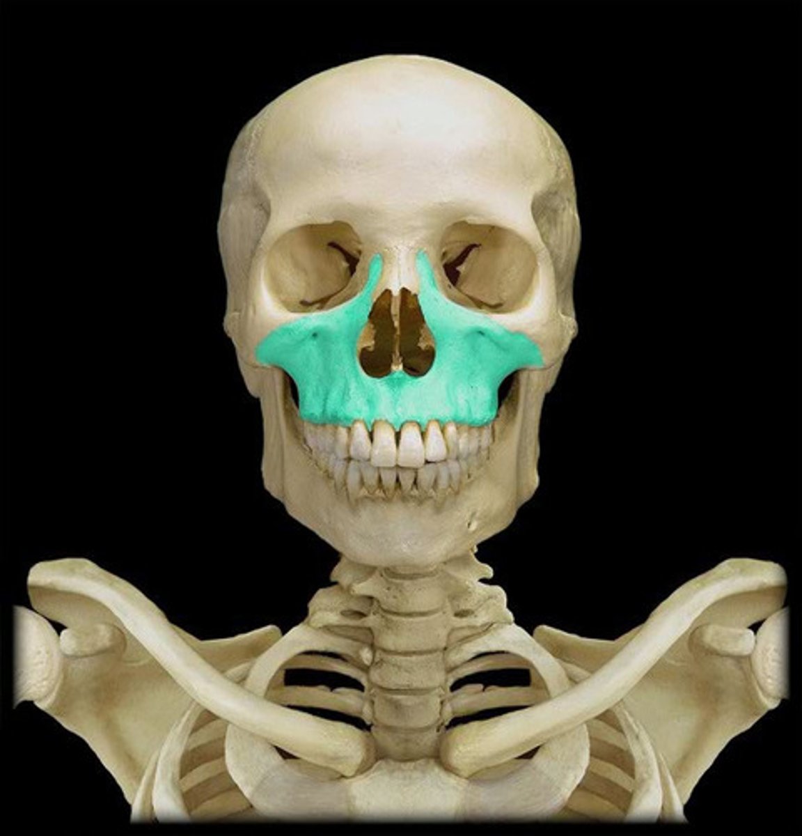 <p>Upper jaw</p>