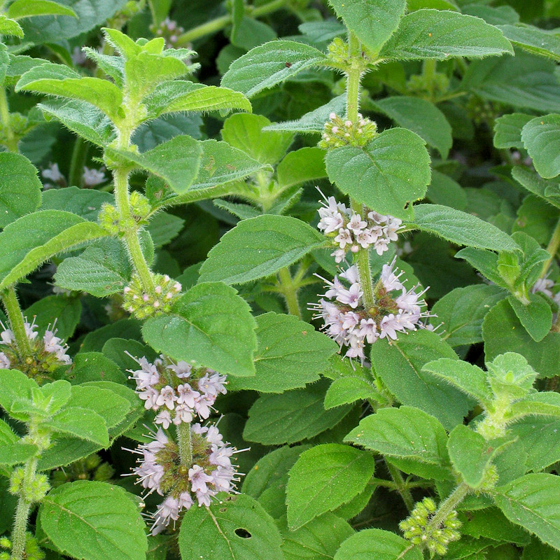 <p><strong>Common Name</strong>: Yerba buena, mint</p><p><strong>Part Used</strong>: Leaves</p><p class="has-focus"><strong>Prescribed DOH Use/s</strong>: Analgesic</p><p><strong>Uses</strong>: Anti-asthmatic (with oregano), antinociceptive, antiseptic, anticancer, diuretic, antispasmodic, antiemintic; indigestion, flatulence</p><p><strong>Major Metabolites</strong>: <strong>Carvone, limonene (terpenes)</strong>, <strong>luteolin derivatives (flavonoids)</strong>, phenolic acids</p>