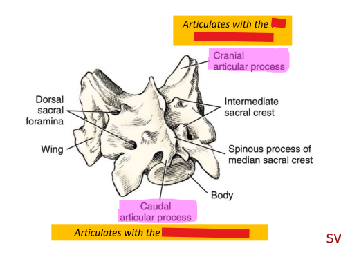 <p>Q: In the sacral vertebrae, the caudal articular process articulates with the …… </p><p>A. 7th lumbar vertebra </p><p>B. last thoracic vertebra </p><p>C. 1st caudal vertebra </p><p>D. 2nd sacral vertebra</p>