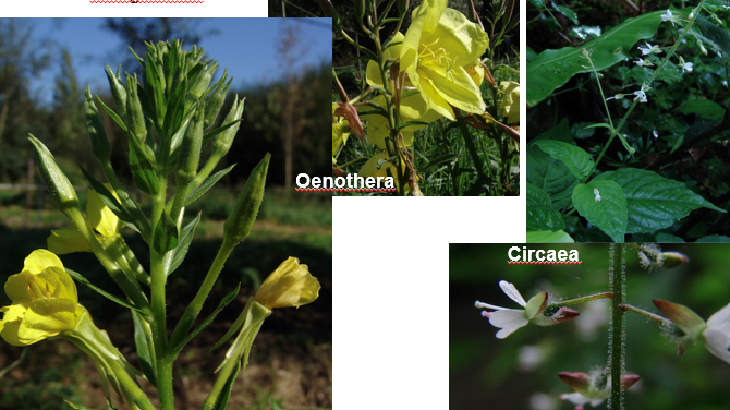 <img src="https://assets.knowt.com/user-attachments/ca5f1162-65b0-4cf7-8068-fec0453a03ab.png" data-width="100%" data-align="center"><p>Geef de familie.</p>