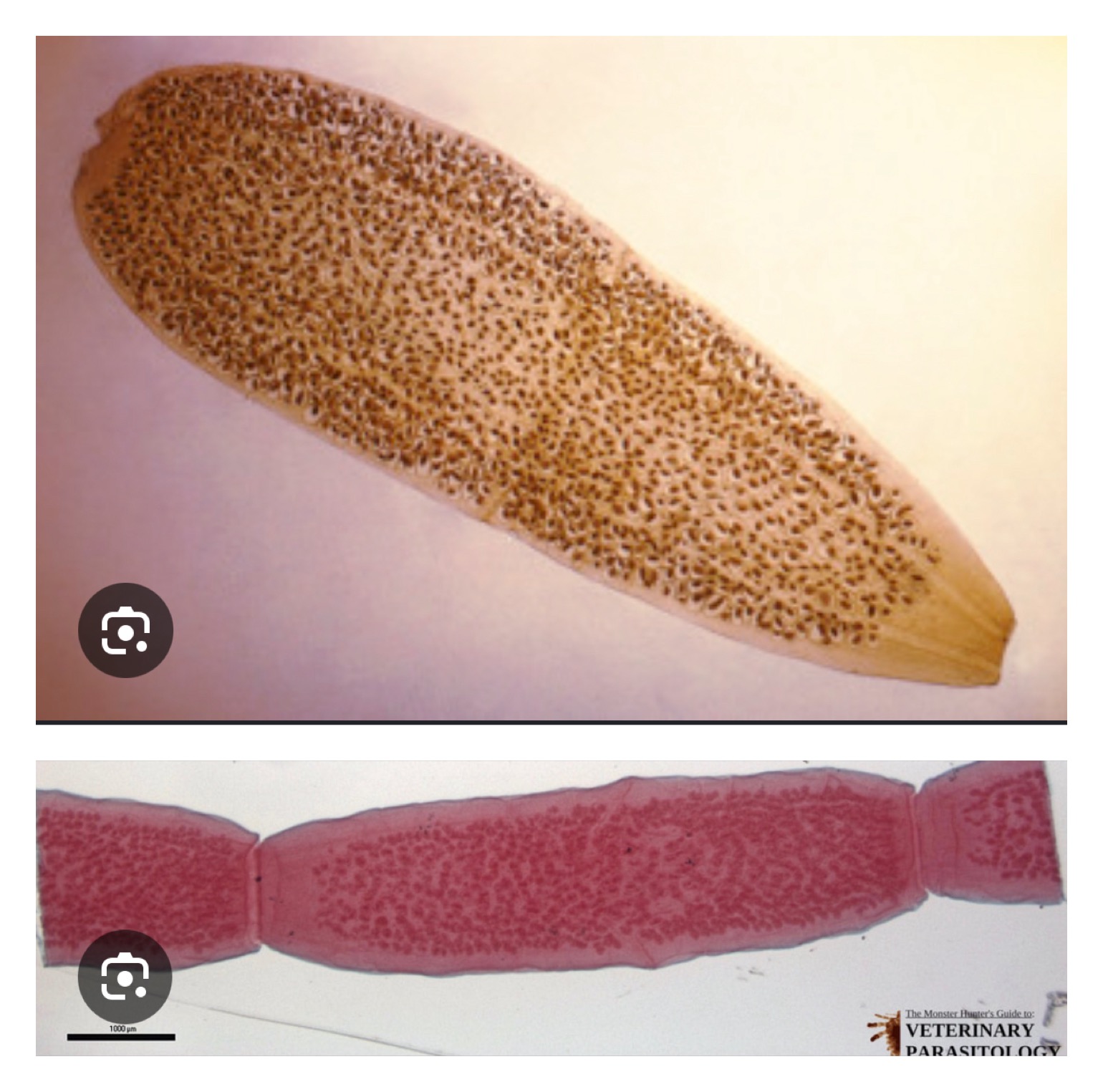 <p>Intermediate host: fleas (Ctenocephalides)</p><p>Definitive host: Dogs, Cats, and even Humans</p><p></p><p></p>