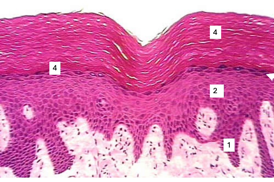 <ul><li><p>In space 1 </p><ul><li><p>highest proliferation of the epithelial cells </p></li></ul></li></ul><p></p>