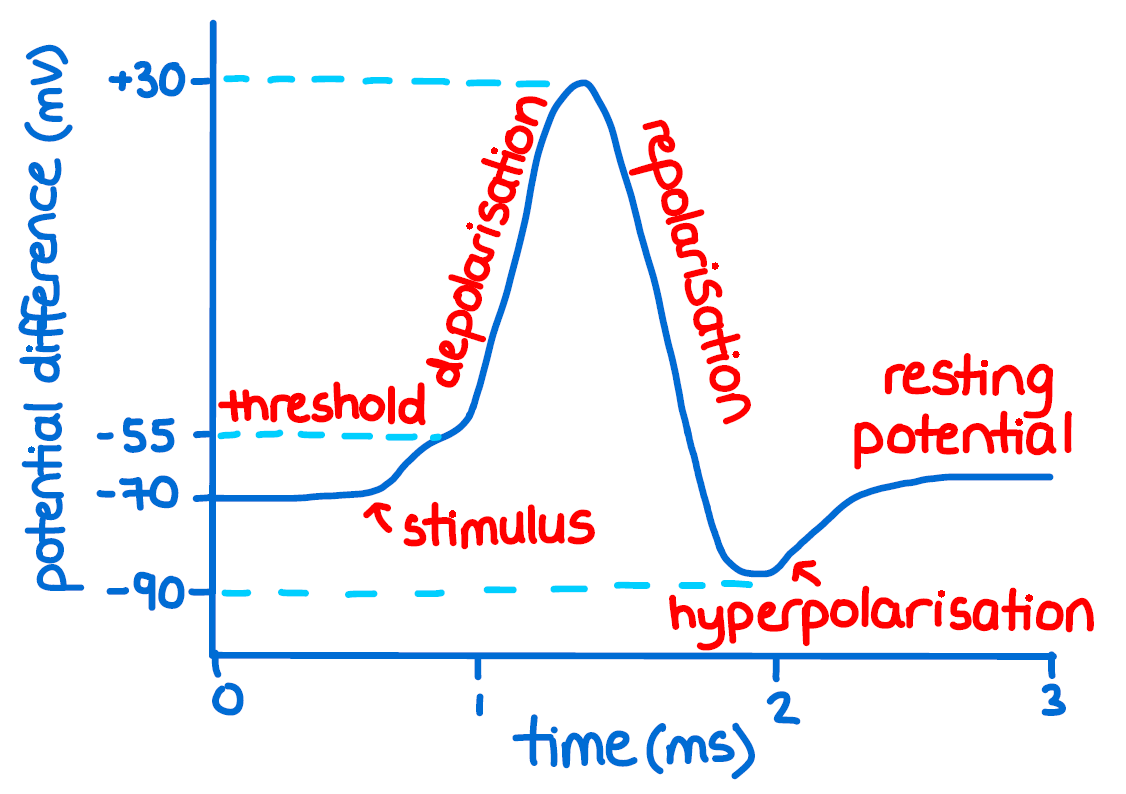 <p>Depolarization: membrane potential becomes less negative (more +)</p><p>Repolarization: returns to resting potential</p><p>Hyperpolarization: membrane potential becomes more negative </p>