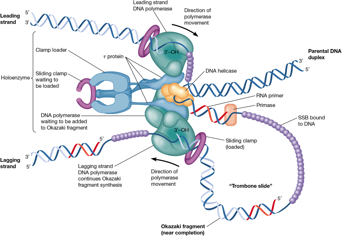 <p>3’ (hydroxyl) → 5’ end </p>