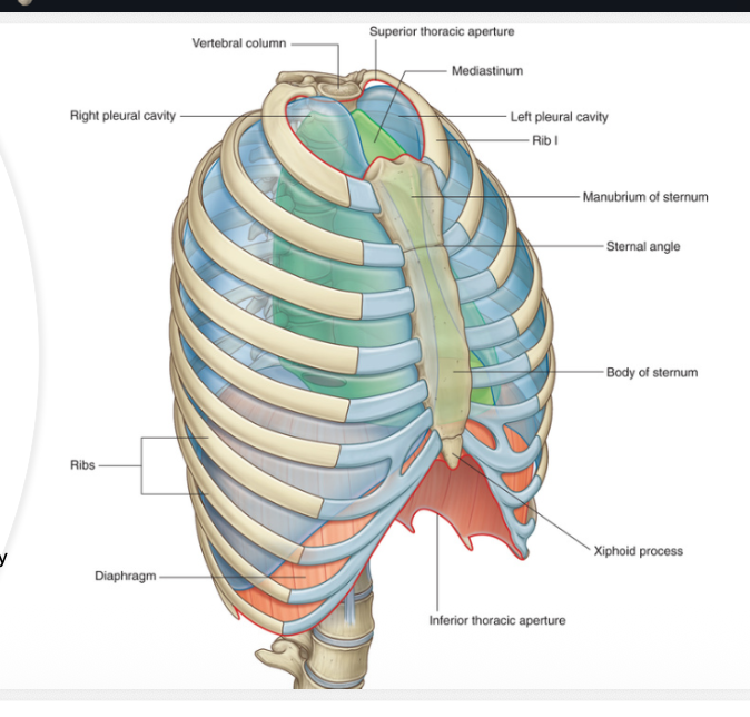 <ul><li><p>body of T12 posteriorly</p></li><li><p>rib 12 and distal end of rib 11 posterolaterally</p></li><li><p>cartilage of ribs 7-10 anterolaterally</p></li><li><p>xiphoid process andterior</p></li><li><p><strong>closed off by the diaphragm</strong></p></li></ul><p></p>
