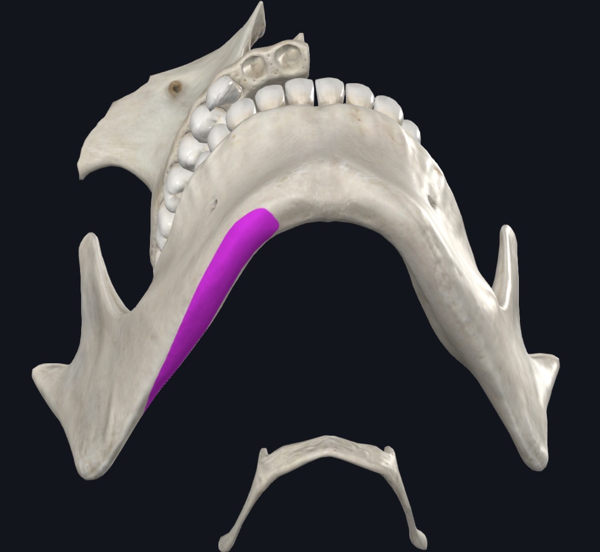 <p>Inferior border of mandible, skin, and subcutaneous tissue of lower face</p>