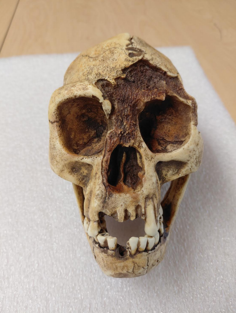 <p>What is the genus and species of this specimen? How do you know?</p>
