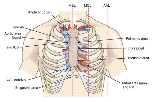 <ul><li><p>The aortic area is in the 2nd ICS to the right of the sternum.</p></li><li><p>The pulmonic area is in the 2nd ICS to the left of the sternum.</p></li><li><p>The tricuspid area is in the 5th left ICS close to the sternum.</p></li><li><p>The mitral area is in the left midclavicular line at the 5th ICS.</p></li><li><p>Erb point is in the 3rd left ICS near the sternum</p></li></ul><p></p>