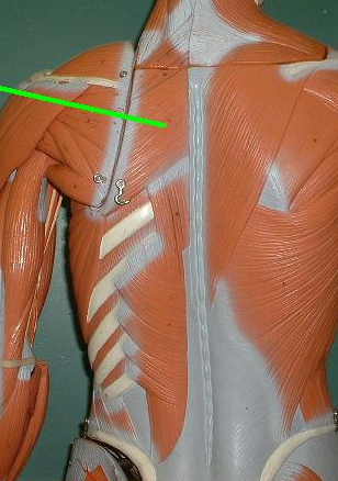 <p>Muscle, Action. Perform the action on your own body</p>