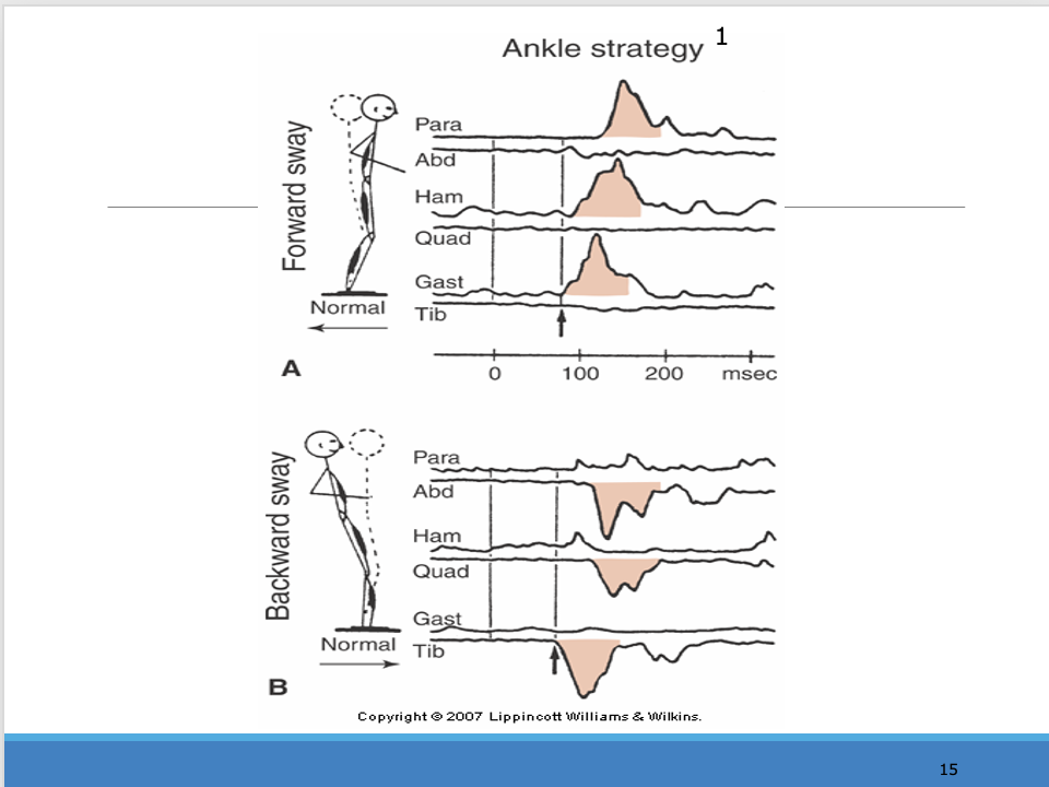<p>_______</p><p><span>Timing is important with these</span></p><p style="text-align: left;"><span>What side of the body, do they start proximally or distally,</span></p><p style="text-align: left;"></p><p><span>1.If forceplate is moving backwards (indicated by the arrow pointing back)</span></p><p><span>1.When it goes back, he leans forward and the backside lights up</span></p><p style="text-align: left;"></p><p style="text-align: left;"><span>Bottom: forceplate is forward, person leans back, muscles in front fire</span></p>