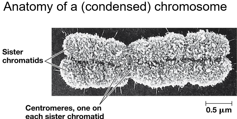 <p><span style="background-color: transparent;">Dna replicated</span></p><p><span style="background-color: transparent;">Two sister chromatids (….. chromosome still)</span></p><p><span style="background-color: transparent;">Centromemere where sist chromtaids attached to eachother</span></p><p><span style="background-color: transparent;">Only sister chromatids …… dna replication</span></p><p><span style="background-color: transparent;">An organism has <strong>92 </strong>chromosomes. After it replicates its DNA, how many <strong>chromatids </strong>and how many c<strong>hromosomes does it have?</strong></span></p><ol><li><p><span style="background-color: transparent;">184 chromatids and 184 chromosomes</span></p></li><li><p><span style="background-color: transparent;">92 chromatids and 92 chromosomes</span></p></li><li><p><span style="background-color: transparent;">46 chromatids and 92 chromosomes</span></p></li><li><p><span style="background-color: transparent;">184 chromatids and 92 chromosomes</span></p></li><li><p><span style="background-color: transparent;">92 chromatids and 46 chromosomes</span></p></li></ol><p></p>