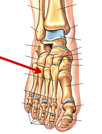 <p>Foot Bones</p>