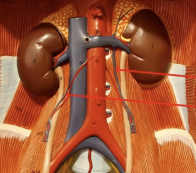 <p>What are the arrowing pointing to?</p>