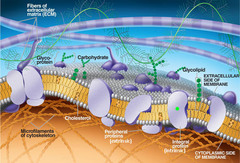 <p>Provides extracellular mechanical support for cells.</p><p>Proteoglycan- type of glycoprotein that has a high proportion of carbohydrates</p><p>Collagen- most common structural protein secreted by fibroblasts organized into collagen fibrils</p><p>Integrin- transmembrane protein that facilitates ECM adhesion and signal cells to respond to extracellular environment</p><p>Fibronectin- protein that connects integrin to ECM w/ signal transduction</p><p>Laminin- behaves like fibronectin. influences cell differentiation, adhesion, movement.</p>