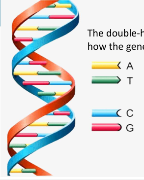 <p>The DNA double helix explains replication because each strand acts as a <strong>template</strong> for a new complementary strand.</p><ul><li><p>The base sequence of one strand determines the sequence of the other strand.</p></li><li><p>When the two strands separate, each original strand guides the formation of a new strand.</p></li><li><p>Each daughter DNA molecule contains:</p><ul><li><p>One <strong>original parental strand</strong></p></li><li><p>One <strong>newly synthesized strand</strong></p></li></ul></li></ul><p>This is called <strong>semiconservative replication</strong>.</p>
