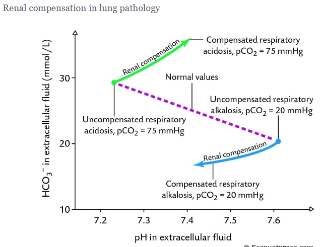 <p>Compensatory response in respiratory alkalosis</p><p>• pCO2 has decreased and therefore blood pH has risen</p><p>• Kidneys will decrease in H+ secretion</p><p>• Only some HCO3- is reabsorbed but rest excreted. Tubular synthesis of HCO3- is decreased.</p><p>• This is renal compensation</p><p></p><p>Compensatory response in metabolic alkalosis</p><p>• HCO3- has increased and therefore blood pH has increased</p><p>• Lungs will increase level of pCO2 by reducing rate of breathing and ventilation.</p><p>• This is respiratory compensation</p>