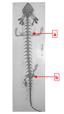 <p>This is a skeleton of a _________ in class ________.</p>