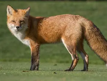 <p>Red Fox</p>