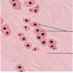 <p>-location : discs of knee joints, intervertebral discs </p><p>-function : tensile strength</p>