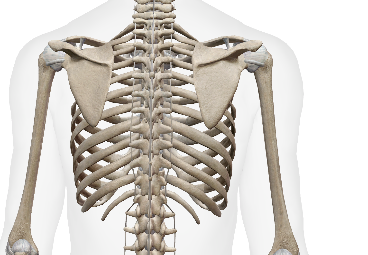 <p>Where are the floating ribs?</p>