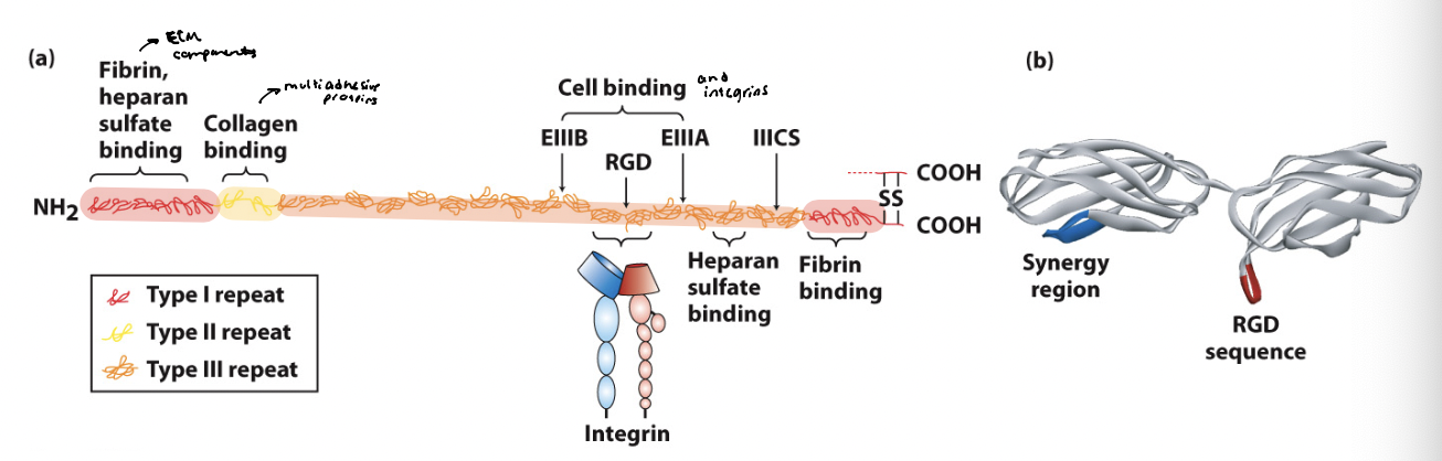 <p>a dimer consisting of two polypeptides linked at the C-terminus by disulfide bonds </p><ul><li><p>contains 3 functional domains → type I/II/III repeats </p></li><li><p>combination of repeats on different isoforms allows it to bind multiple ligands </p></li><li><p>consists of 20 different isoforms generated via <em>alternative splicing</em> from a single gene transcript </p><ul><li><p>interacts with other ECM components like fibrillar collagen and heparan sulfate proteoglycans </p></li><li><p>binds to adhesion receptors (integrins) to influence shape and movement of cells </p></li><li><p>essential for cell migration and differentiating during embryogenesis </p></li></ul></li></ul><p></p>
