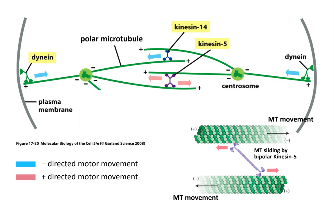 <p>Kin-N Kinesin = Kinesin 5 → (+) end directed </p><ul><li><p>Push 2 poles apart</p></li></ul><p>Kin-C Kinesin = Kinesin-14 → (-) end directed</p><ul><li><p>Pull 2 poles together</p></li></ul><p>Dynein = anchored to cell cortex → (-) end directed</p><ul><li><p>Walk toward astral MT (-) end</p></li><li><p>Pull poles apart</p></li></ul><p></p>